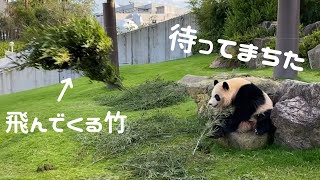 【嬉❤彩浜】竹投入にテンション上がるでちゅ～💕🐼 アドベンチャーワールド giantpanda