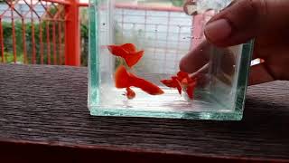 Albino full Red guppy male. 全红白子公鱼