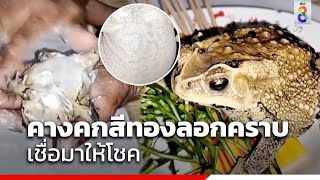 คางคกสีทองลอกคราบ เชื่อมาให้โชค | ข่าวช่อง8