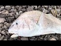 Black Drum Catch and Release