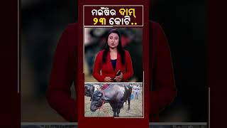 ମଇଁଷିର ଦାମ୍ ୨୩ କୋଟି... #Kalingatv #KalingatvNews