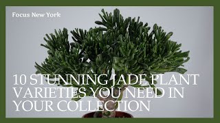 10 Stunning Jade Plant Varieties You Need in Your Collection by Focus New York