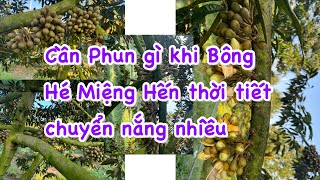 TẬP 72. CẦN PHUN GÌ KHI BÔNG HÉ MIỆNG HẾN THỜI TIẾT CHUYỂN NẮNG NHIỀU ( NGUYỄN PHI ÂĐD )