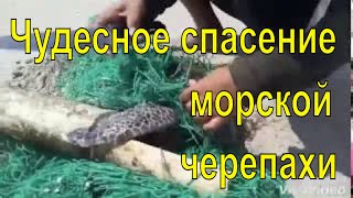 Чудесное спасение морской черепахи