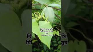 বিদেশি বারো মাসি মিষ্টি জাতের আঙ্গুর। প্রচুর পরিমাণে ফলন বাংলাদেশের মাটিতে ফোন ০১৯৩৫-১৭৭০২৯