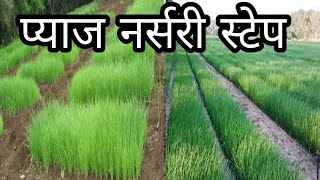 Onion  Nursery steps |प्याज की नर्सरी तैयार करने की सरल सर्वोत्तम वैज्ञानिक विधि|