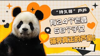 熊猫滚滚知多少73｜有24个老婆，56个子女？！“持久哥”芦芦，猫界真正的芦皇！