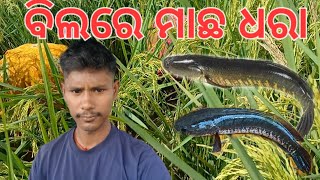 ଆମ ବିଲରେ ମାଛ ଧରିବା ବେଳେ😁😁😁 .#fishing #funny #video #odia