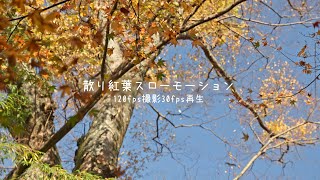 【4KHDR】舞い散る紅葉の25%スローモーション動画 【4K120fps撮影】