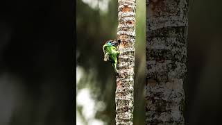 সুবহানাল্লাহ অসাধারণ অপরুপ টিয়া পাখি