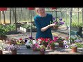 bloom at home trailing petunia