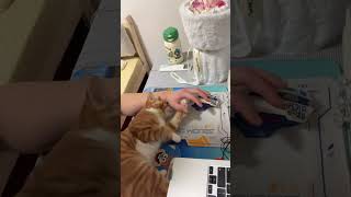 拿不下你 我的问题 流浪猫变家猫 橘猫 小猫是平淡生活的解药 铲屎瓜和橘猫的日常 记录猫咪日常