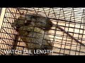 roof rats live trapping by trimop pest control austin tx