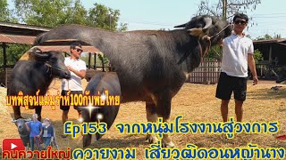 คนควายใหญ่ Ep 153 จากหนุ่มโรงงานสู่วงการควายงาม เสี่ยวุฒิดอนหญ้านาง 087-8074436