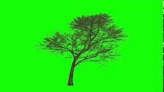 3D Animated Tree Stock Footage Green Screen HD Free Download