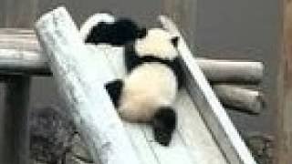 ころりん💖滑り台で遊ぶパンダが可愛すぎる【パンダシャンシャンチャンネル】Panda playing on the slide is too cute