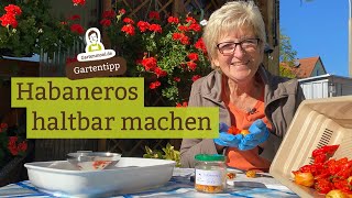 Habaneros haltbar machen: Einfrieren und trocknen - So gehts!