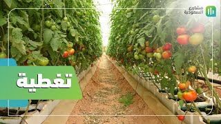 تغطية | الزراعة المائية في السعودية | زراعة بدون تربة !