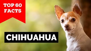 99% of Chihuahua Owners Don't Know This
