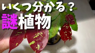 【いくつ分かる？】僕の持ってる謎植物