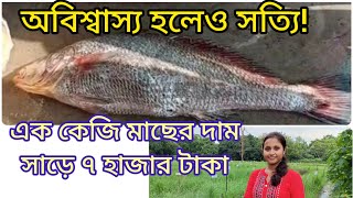 সাড়ে সাত হাজার টাকা মাছের কেজি, কি কাজে ব্যবহার হয় এই মাছ, দেখুন কৃষি বার্তায়।