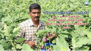 விவசாயி முருகனின் அசத்தல்🍆லலிதா கத்திரியில் செடிக்கு 3 கிலோவிலிருந்து 6 கிலோ வரை மகசூல் பெறும் ஐடியா