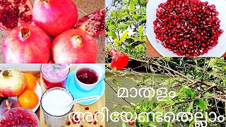 മാതളം ഒരു സംഭവം/Pomegranate Recipes/How to grow Pomegranate Tree/Health Benefits of Pomegranate