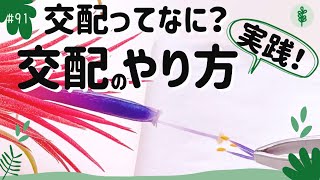 #91 イオナンタちゃんの交配のやり方を実践！種ができるか楽しみ〜！