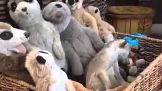 [Funny Clip] This meerkat thinks he's a doll.