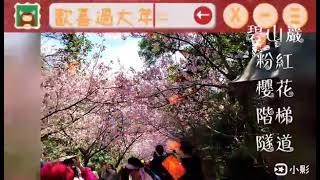 2/15,初四，碧山巖粉紅櫻花階梯隧道，人山人海，車子也塞，平面道路電子看板已顯示。