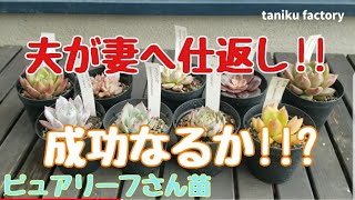 【狩っ多肉】夫がしかけるドッキリはうまくいくのか？