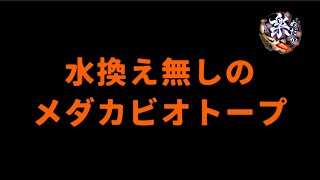 【メダカビオトープ】一年間水替えをしないメダカビオトープ　足し水だけで簡単飼育！　＠楽めだか　初心者や忙しい方も飼える方法　ズボラ飼育