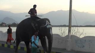 Elephant walk in palani