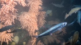 Discover the Deep-Sea Corals of Maine