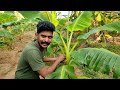 bananastemweevil വാഴയിൽ പിണ്ടിപുഴു വരാതിരിക്കാൻ ചെയ്യേണ്ട 6 വഴികൾ @jtcmedia