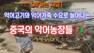 [동물영상] 중국 악어농장들 😰 악어고기와 악어가죽 수요로 늘어나는 악어농장들 🐊