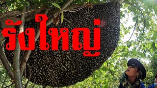 ไม่จริง! ตีผึ้งรังใหญ่ โดนอะไรที่ปลายคาง | หนุ่ม บ้านโคก