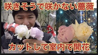 【咲きそうで咲かない薔薇】部屋で開花！の巻き！