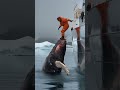 brave man rescues graceful humpback whale from years of torment