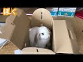 ホーランドロップ子うさぎ 【みみたがわが家にやってきた】bunny 1