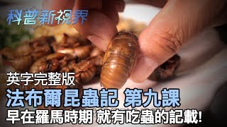 激昂的生命 | 羅馬時期、二戰糧荒，都有以昆蟲佐菜的紀錄! 而今天就用台灣的昆蟲料理讓大家大飽口福!!【法布爾昆蟲記 第九課】全片線上看