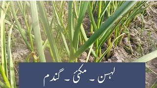 corn and garlic crops مکئی اور لہسن @punjabfarmerpk