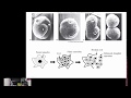 Protozoa- Evolutionary Perspective