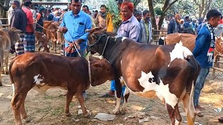 @আজ February 16, 2025| বাছুর সহ গাভী গরুর দাম | gavi goru dam | | রানীগঞ্জ  হাট |দিনাজপুর