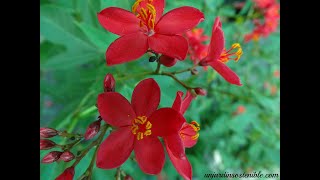 A Plant That Will Change Your Garden Forever! Jatropha integerrima!!!!