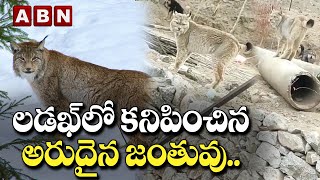 లడఖ్ లో కనిపించిన అరుదైన జంతువు.. | Rare ‘Himalayan Lynx’ Spotted in Ladakh | ABN Digital