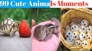 Cuteness Overload : Baby Animals That Will Make You Go \