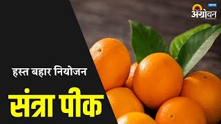 हस्त बहार नियोजन | ॲग्रोवन