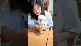 19 茶杯犬狗狗为什么爱吃棒棒糖？ #博美俊介 #最萌不过茶杯犬 #茶杯犬