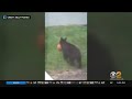 Bear Spotted Stealing Pumpkin In Morris County, New Jersey